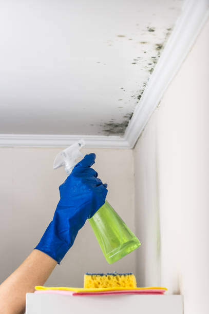 Best Localized Mold Remediation (e.g., coastal areas, humid climates) in Landen, OH